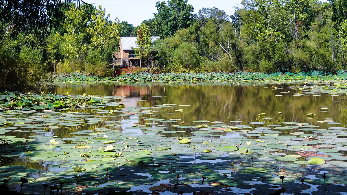 A view of a lake with aquatic plants floating. In the background, trees in summer foliage and a building amongst the trees.