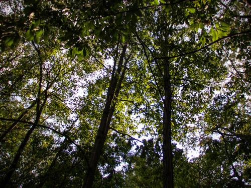 An upward view of the tree canopy in summer foliage. A lightly cloudy sky is partly visible through the trees.