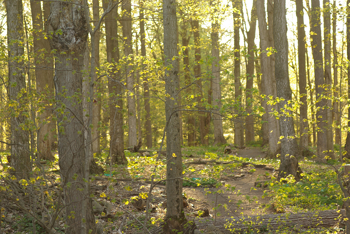 A springtime forested scene: trees stand with leaves illuminated by a golden sunlight.