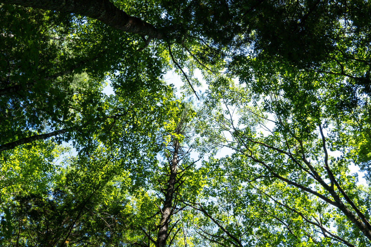 An upward look at a forest canopy: trees stretch tall in summer foliage. Through the leaves are blue sky and gray clouds.