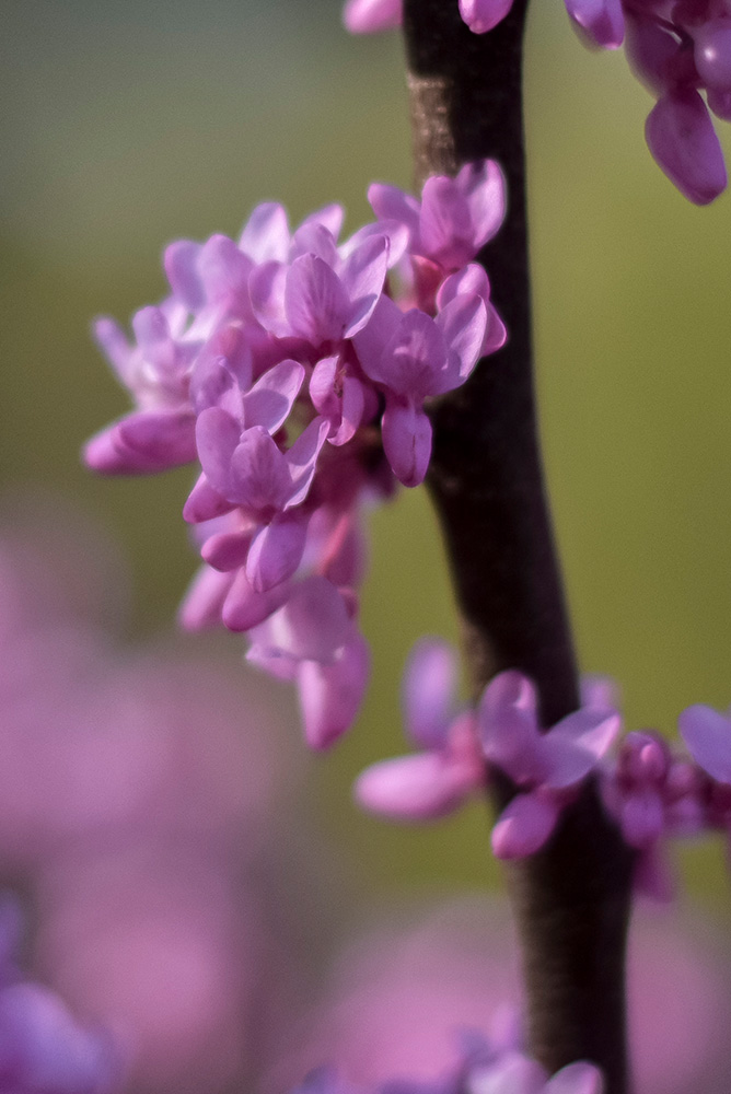 Pink redbud flowers emerge from a branch.