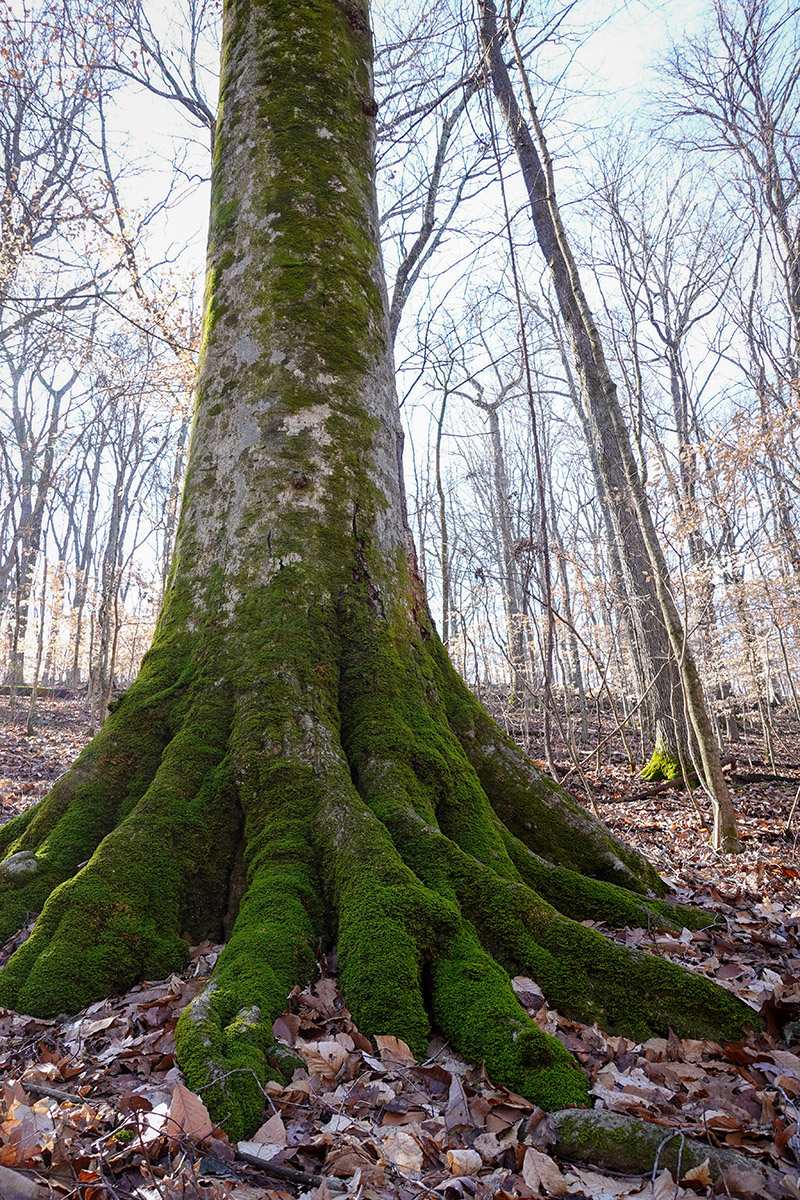 web Winter Hill Forest Hike large tree with mossy buttress 2023 VR copy