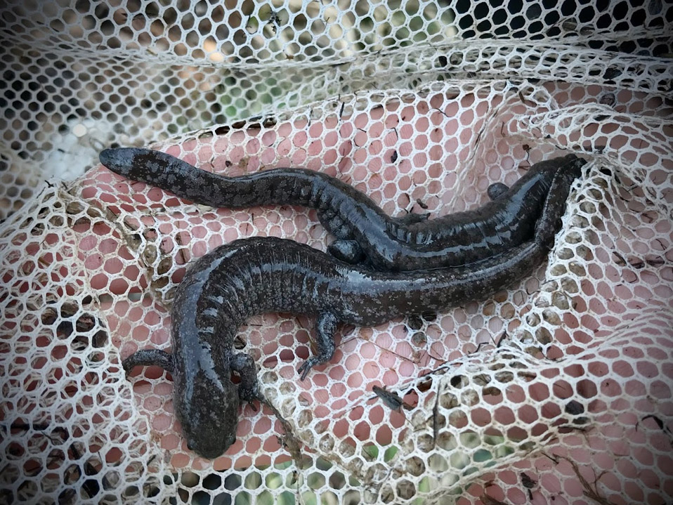 web streamside salamander