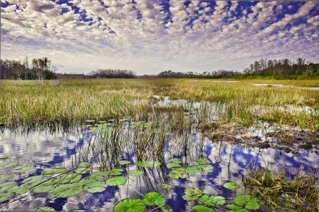 Grassy Waters Preserve