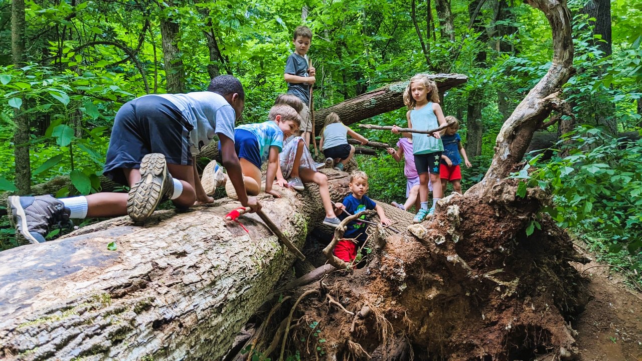 A small group of children climb on a fallen tree log in the forest.