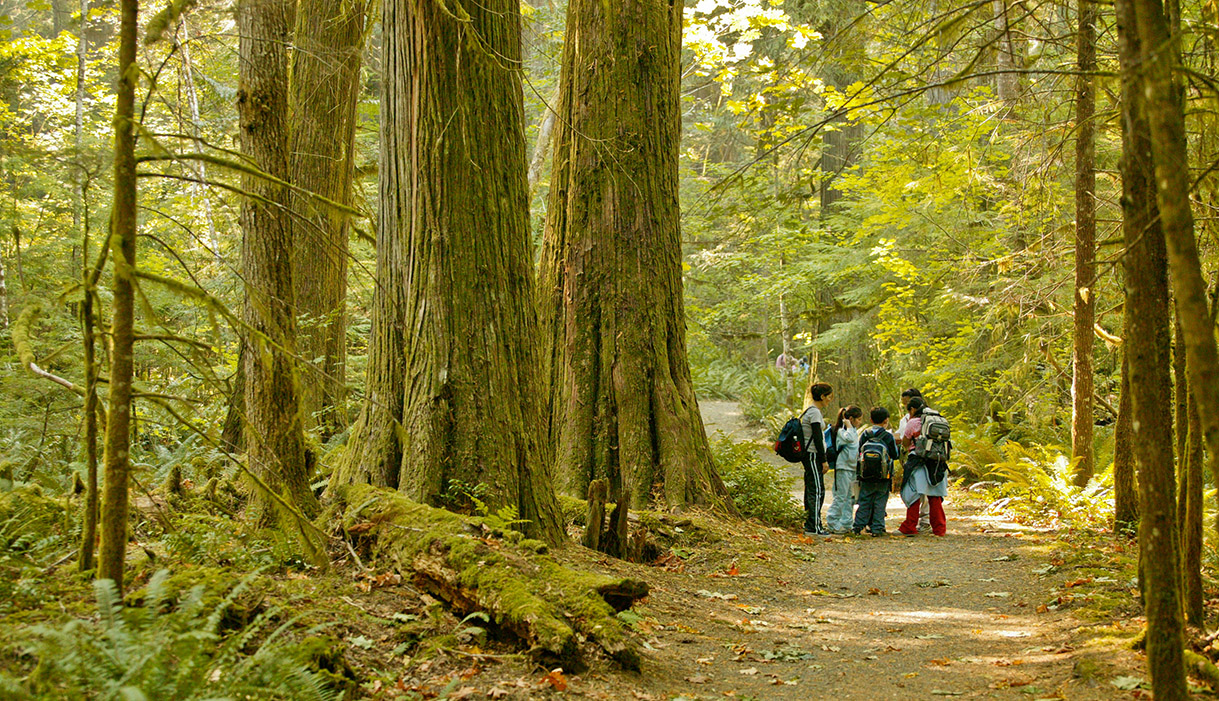 A forest scene. In the distance, a small group of children stands together. To their left are two huge tree trunks.