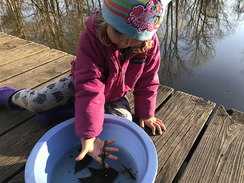 A young child meets salamanders as part of a program at the Cincinnati Nature Center.