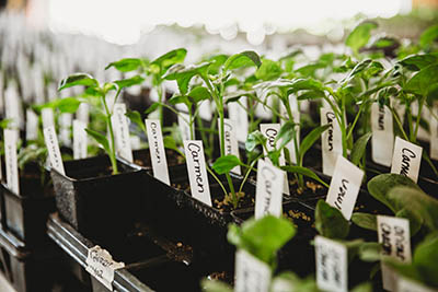 Indian Creek Nature Center Plant Sale (Photo by Liz Zabel)