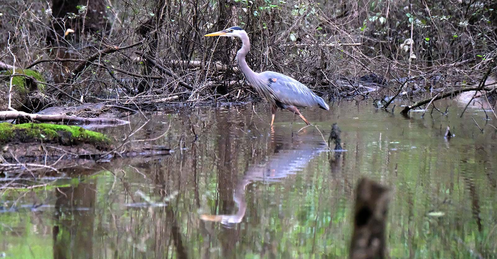 Great Blue Heron at Reflection Riding