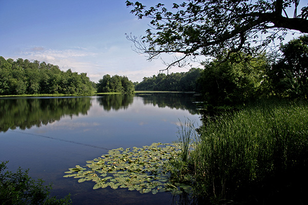 Abbotts Pond. A landscape photo of the pond; green plants in the water in the foreground. In the distance are trees at the edge of the pond. Blue skies above.