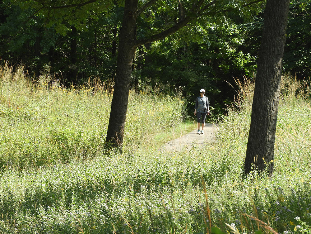 A person walks on a trail in the middle of an open prairie. Behind the hiker, dense forest.