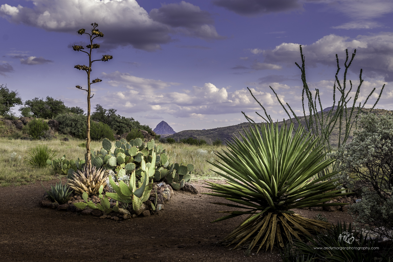 Desert-Specialty-Garden-Andy-Morgan