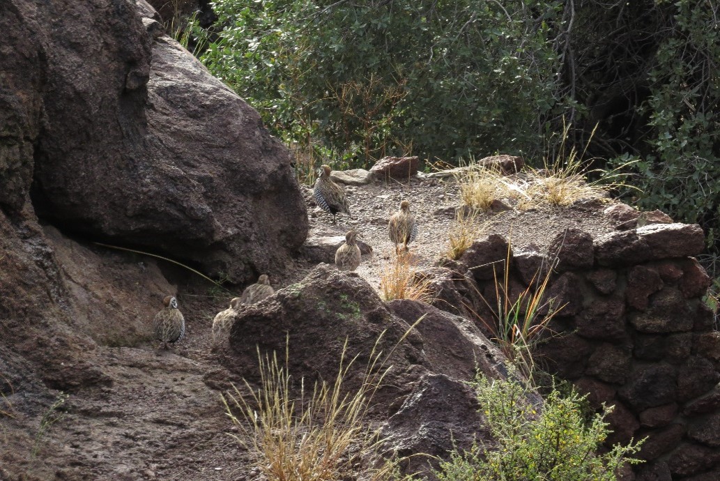 Modesta-Canyon--Montezuma-Quail