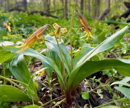 Elongated yellow flowers sit atop lily-like leaves within the forest floor.