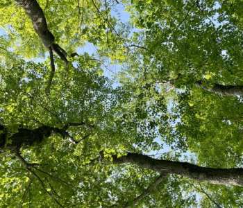 Looking upward at a forest canopy. Blue sky peeks through between the multitude of green leaves.