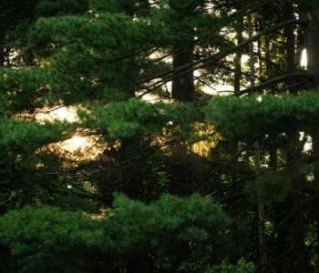 Evening sunlight peeks through a smattering of pine trees and their needles.