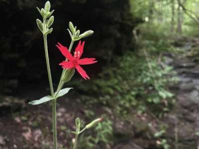 A five-pointed red flower in focus. Behind, blurry forest.