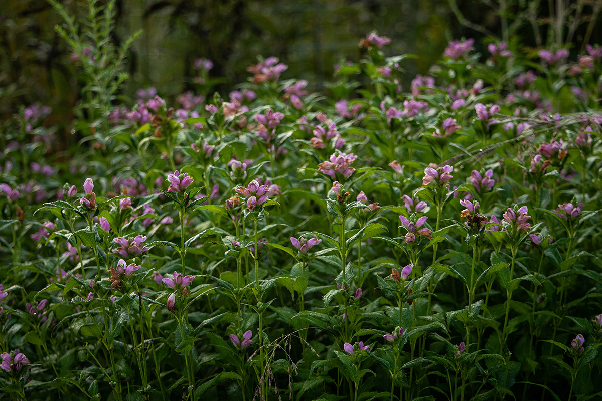 A stand of pink-purple flowers, standing out amid green foliage.