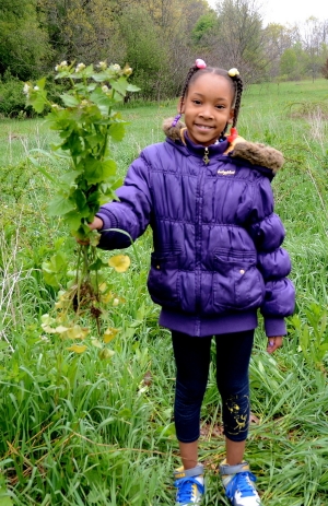 A student picks Garlic Mustard at Kalamazoo Nature Center featured in the article, Garlic Mustard- Education and Engage!, by Lisa Panich on page 8. 