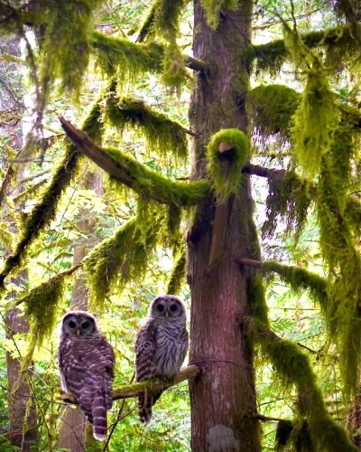 Cheakamus Centre - barred_owls — Jason Fullerton