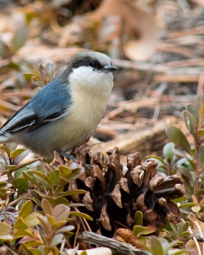 Wild Bear Nature Center - Pygmy nuthatch perched on a ponderosa pinecone taken at Wild Bear Nature Center's property at Mud Lake Open Space in Nederland, Colorado — Lindsey Broadhead