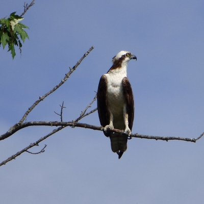 Osprey