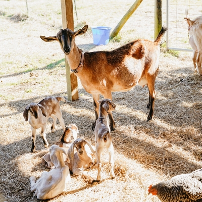 Goats! Photo by Jenna Shea.