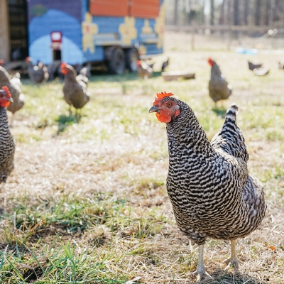 Who doesn't love chickens? Photo by Jenna Shea.