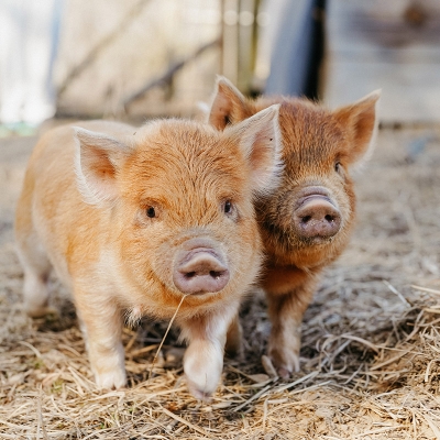 Piglets! Photo by Jenna Shea.